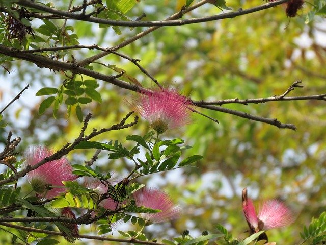 Albizia Pink Siris Tree 무료 다운로드 - 무료 사진 또는 김프 온라인 이미지 편집기로 편집할 수 있는 그림