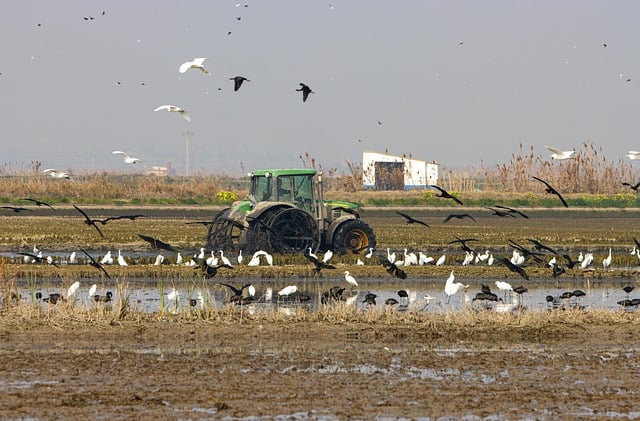 Free download albufera valencia rice paddies rice free picture to be edited with GIMP free online image editor
