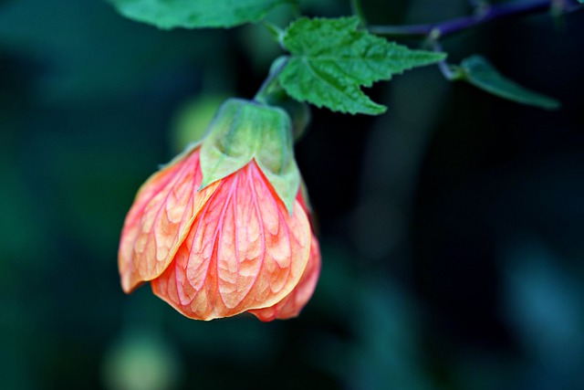 Free download albutillon pictum flower flora free picture to be edited with GIMP free online image editor