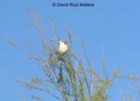 Free download alcaudon3 free photo or picture to be edited with GIMP online image editor