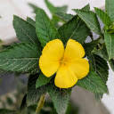 Alder  screen for extension Chrome web store in OffiDocs Chromium