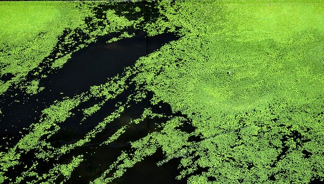 Unduh gratis Algae Green Abstract - foto atau gambar gratis untuk diedit dengan editor gambar online GIMP