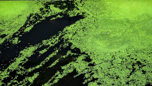 Free download Algae Green Abstract -  free photo or picture to be edited with GIMP online image editor