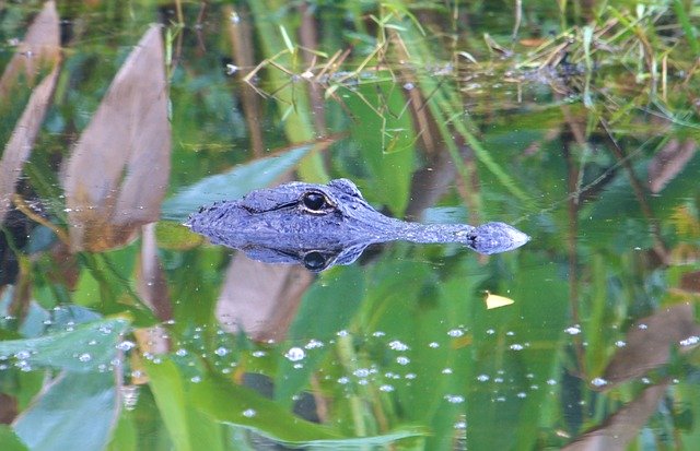 Download gratuito di Aligator Everglades National Park: foto o immagini gratuite da modificare con l'editor di immagini online GIMP