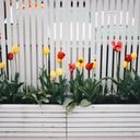 A Linear Display of Spring Tulips  screen for extension Chrome web store in OffiDocs Chromium