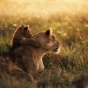A Lioness and Her Cubs: The Heart of the Pride  screen for extension Chrome web store in OffiDocs Chromium