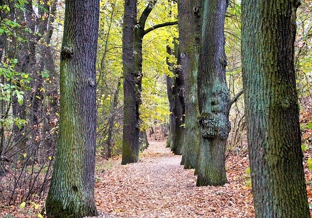 הורדה חינם של Alley Fallen Leaves - תמונה או תמונה בחינם לעריכה עם עורך התמונות המקוון GIMP