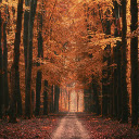 Alley Trees Road  screen for extension Chrome web store in OffiDocs Chromium