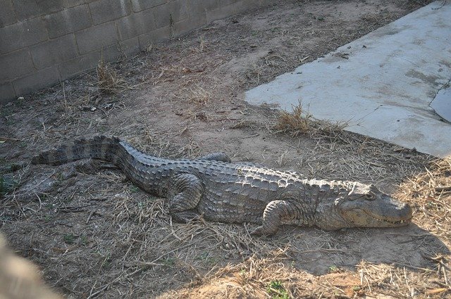 Free download Alligator Animal -  free photo or picture to be edited with GIMP online image editor