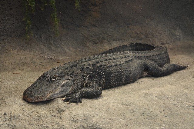 Unduh gratis Alligator Animal Predator - foto atau gambar gratis untuk diedit dengan editor gambar online GIMP