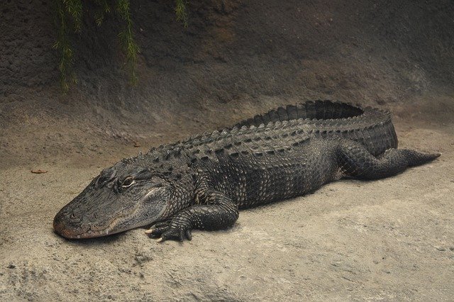 ดาวน์โหลดฟรี Alligator Animal Predator - ภาพถ่ายหรือรูปภาพฟรีที่จะแก้ไขด้วยโปรแกรมแก้ไขรูปภาพออนไลน์ GIMP