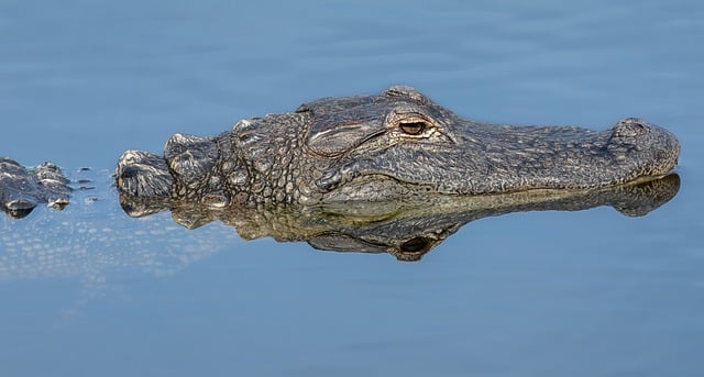 Free download alligator crocodile reptile free picture to be edited with GIMP free online image editor