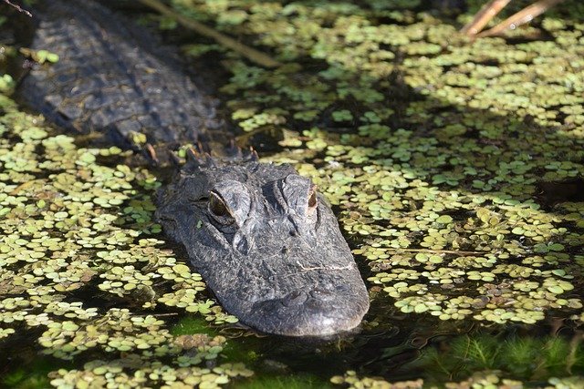 Téléchargement gratuit d'Alligator en Floride - photo ou image gratuite à éditer avec l'éditeur d'images en ligne GIMP