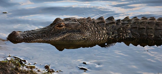 Free download alligator reptile water predator free picture to be edited with GIMP free online image editor