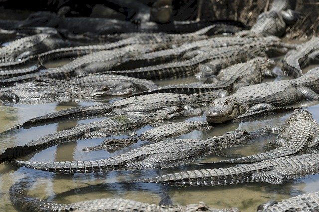 Téléchargement gratuit d'Alligators Bank Shore - photo ou image gratuite à éditer avec l'éditeur d'images en ligne GIMP