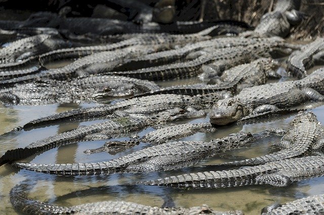 ดาวน์โหลดฟรี Alligators Bank Shore - ภาพถ่ายหรือรูปภาพฟรีที่จะแก้ไขด้วยโปรแกรมแก้ไขรูปภาพออนไลน์ GIMP