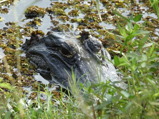 Muat turun percuma Alligator Swamp Reptile - foto atau gambar percuma untuk diedit dengan editor imej dalam talian GIMP