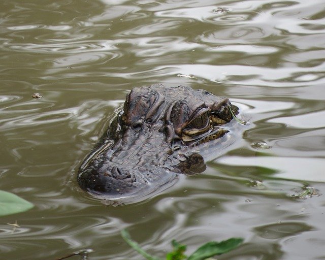 Free download Alligator Swamp Water -  free photo or picture to be edited with GIMP online image editor