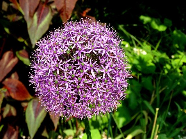Free download Allium Christophii Purple Flowers -  free photo or picture to be edited with GIMP online image editor