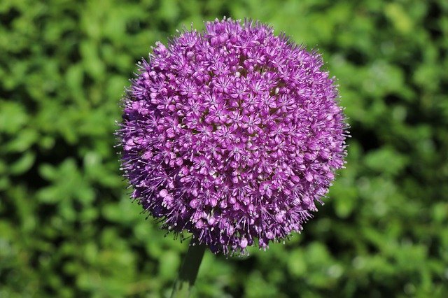 Free download Allium Flower Garden Jewelry -  free photo or picture to be edited with GIMP online image editor