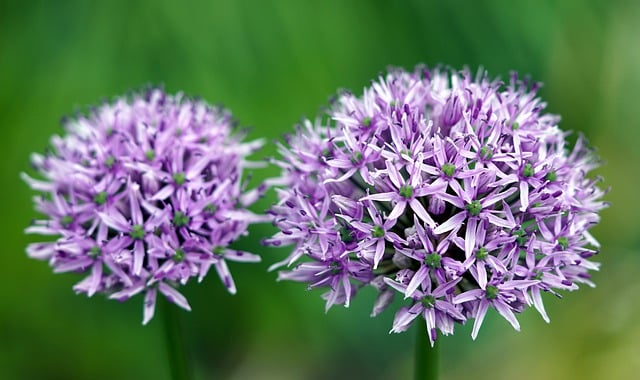 Free download allium flowers plant free picture to be edited with GIMP free online image editor