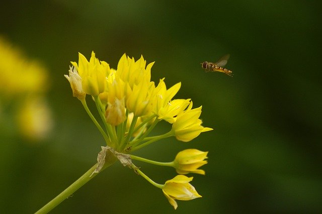 Descărcare gratuită Allium Moly Hoverfly Yellow - fotografie sau imagine gratuită pentru a fi editată cu editorul de imagini online GIMP