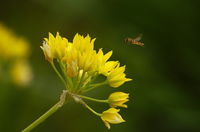 Bezpłatne pobieranie Allium Moly Hoverfly Yellow - bezpłatne zdjęcie lub obraz do edycji za pomocą internetowego edytora obrazów GIMP