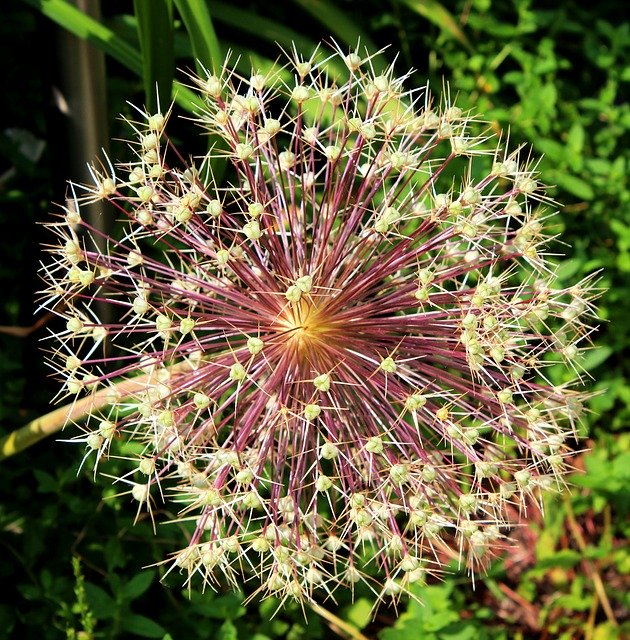 Téléchargement gratuit Allium Overblown Seed Box - photo ou image gratuite à éditer avec l'éditeur d'images en ligne GIMP