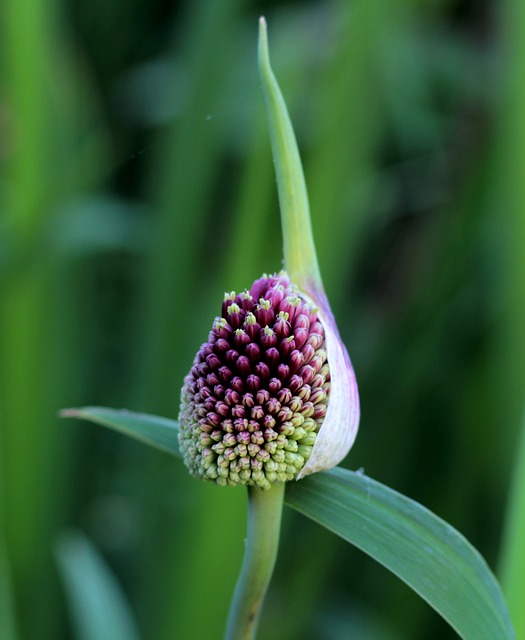 Free download allium red mohican ornamental onion free picture to be edited with GIMP free online image editor