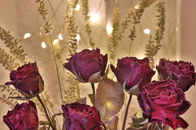 Free download Allium Sphaerocephalon Dry Roses -  free photo or picture to be edited with GIMP online image editor
