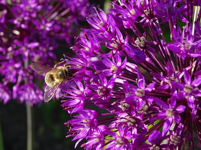 Free download Allium Umbel Plant -  free photo or picture to be edited with GIMP online image editor