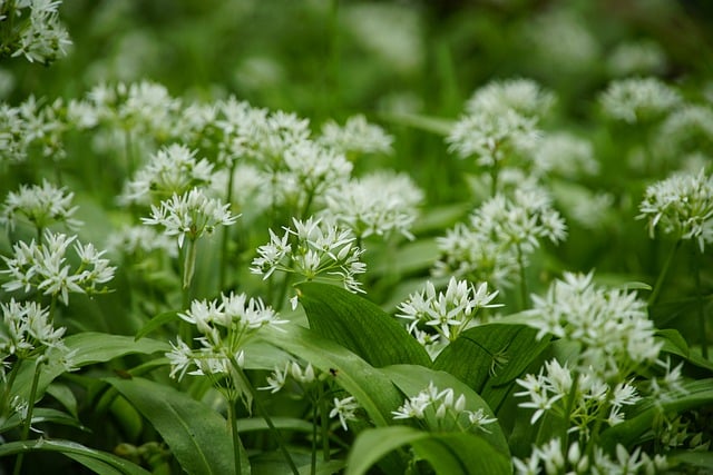 Free download allium ursinum ramsons wild garlic free picture to be edited with GIMP free online image editor