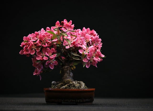 Free download almafa bonsai flowers apple blossom free picture to be edited with GIMP free online image editor