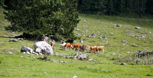 Download gratuito di Alm Cattle Agriculture: foto o immagine gratuita da modificare con l'editor di immagini online GIMP