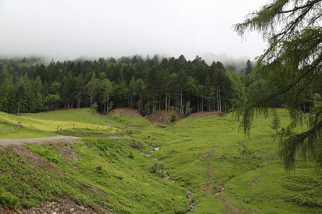 Alm Meadow Forest 무료 다운로드 - 무료 사진 또는 GIMP 온라인 이미지 편집기로 편집할 사진