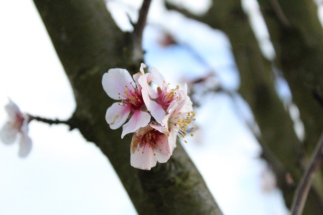 Free download Almond Blossom Bloom -  free photo or picture to be edited with GIMP online image editor