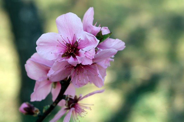 GIMP ücretsiz çevrimiçi resim düzenleyiciyle düzenlenecek ücretsiz indir badem çiçeği çiçek bahar ücretsiz resmi