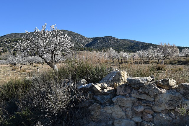 Free download almond blossoms almond tree flowers free picture to be edited with GIMP free online image editor