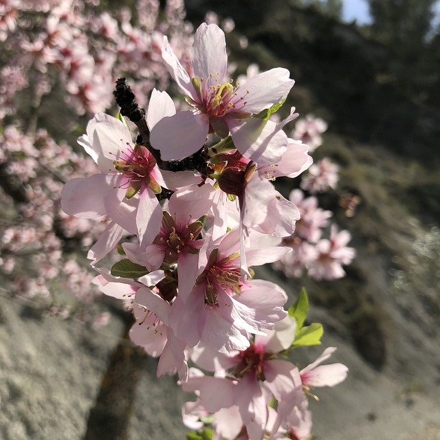 Free download Almond Blossom Spring Nature -  free photo or picture to be edited with GIMP online image editor