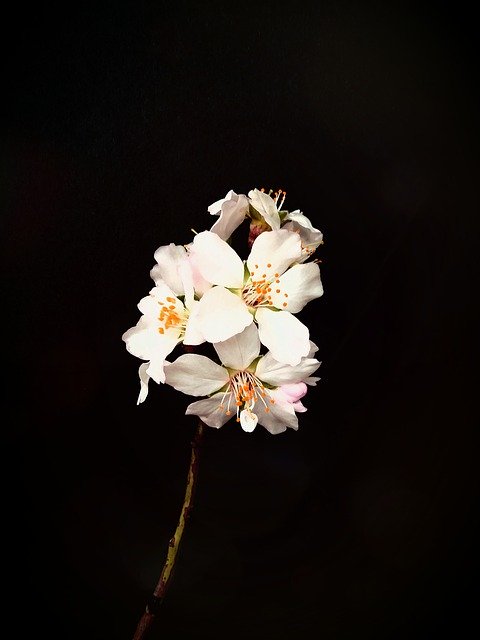 Free download Almond Flower -  free photo or picture to be edited with GIMP online image editor