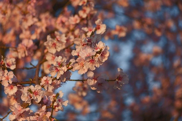Kostenloser Download Almond Flowers Pink F - kostenloses Foto oder Bild zur Bearbeitung mit GIMP Online-Bildbearbeitung