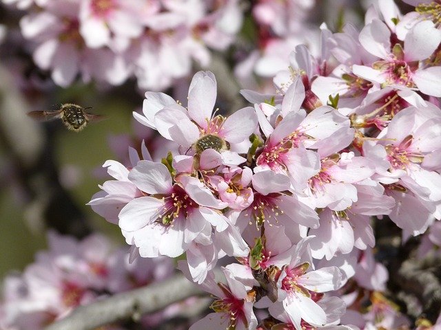 Free download Almond Tree Flower Bee -  free photo or picture to be edited with GIMP online image editor