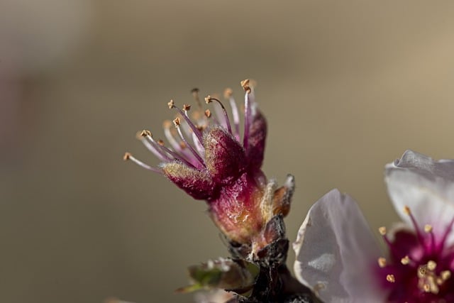 Free download almond tree flower flora spring free picture to be edited with GIMP free online image editor