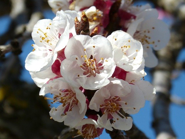 Descarga gratuita Almond Tree Flower Knob: foto o imagen gratuita para editar con el editor de imágenes en línea GIMP