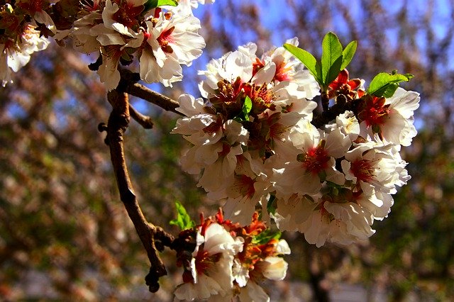 Free download Almond Tree Nougat Xixona -  free free photo or picture to be edited with GIMP online image editor