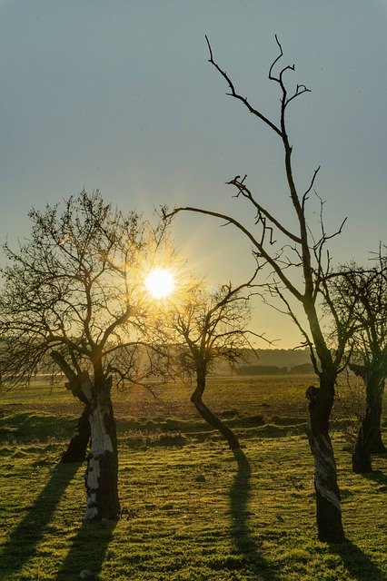 Free download Almond Trees In Winter -  free photo or picture to be edited with GIMP online image editor