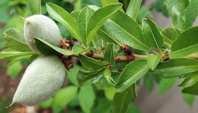 무료 다운로드 Almond Tree Spring New - 무료 사진 또는 GIMP 온라인 이미지 편집기로 편집할 사진