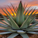 Aloe plant wallpaper  screen for extension Chrome web store in OffiDocs Chromium