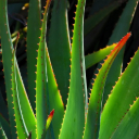 ALOE Theme  screen for extension Chrome web store in OffiDocs Chromium