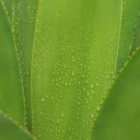 Aloe vera branches  screen for extension Chrome web store in OffiDocs Chromium